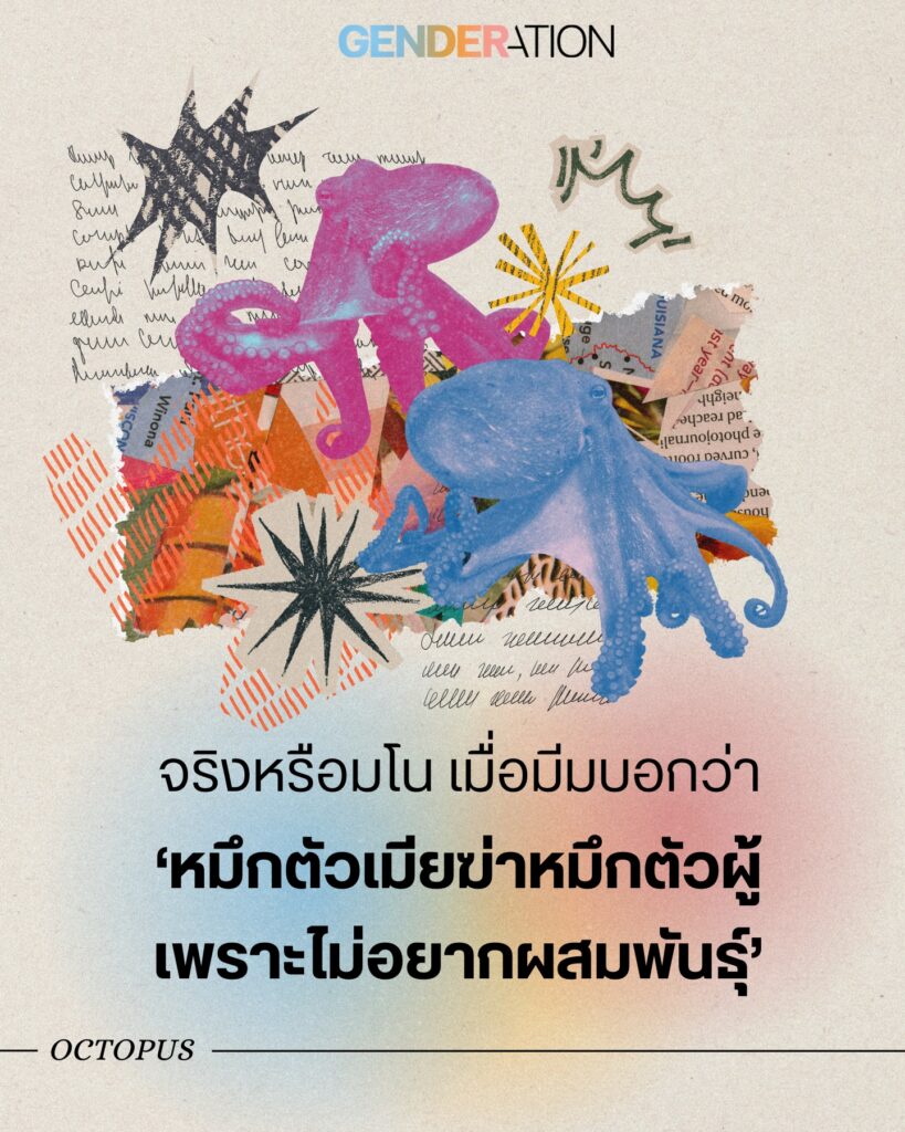 หมึกตัวเมียฆ่าหมึกตัวผู้เพราะไม่อยากผสมพันธุ์ ภาพประกอบศิลปะหมึกยักษ์ Octopus ธรรมชาติสัตว์